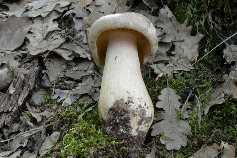 in cerreta con i soci dei Monti Sibillini